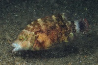 Cheilinus trilobatus - Lembeh Resort House Reef