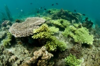 Massif corallien superficiel (Lembeh Resort)