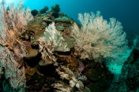 Hard corals and gorgonian sea fans - Tumbak
