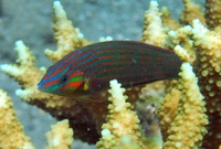 Halicoeres melanurus - Lembeh Resort House Reef