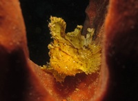 Taenianotus triacanthus - Tumbak