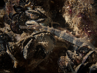 Variegated pipefish - Syngnathus variegatus (?)