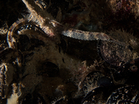 Variegated pipefish - Syngnathus variegatus (?)