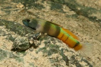 Sicyopus zosterophorus - male