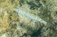 Sphyraena barracuda - juvenile