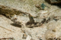 Bathygobius cf. padangensis (?)