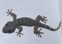 Gekko gecko (Gekko tokay)