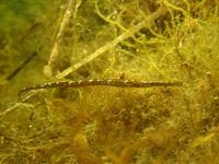 Lagoon swimming pipefish - Syngnathus sp.