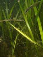 Female, Lagoon swimming pipefish - Syngnathus sp.