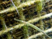 Female, Lagoon swimming pipefish - Syngnathus sp.