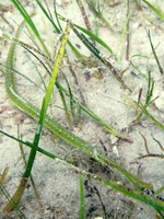 Male, Adriatic deep-snouted pipefish - Syngnathus typhle cf. rotundatus