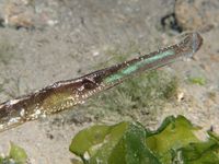 Deep-snouted pipefish - Syngnathus typhle (?)