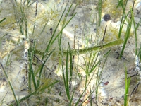 Deep-snouted pipefish - Syngnathus typhle