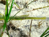 Male, Adriatic deep-snouted pipefish - Syngnathus typhle cf. rotundatus