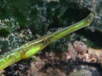 Deep-snouted pipefish - Syngnathus typhle (?)