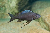 The 17 herbivorous species studied: Ophtalmotilapia boops (young male)
