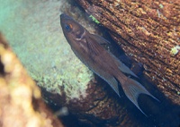 Neolamprologus timidus