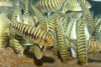 The 17 herbivorous species studied: Petrochromis fasciolatus