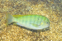 The 17 herbivorous species studied: Pseudosimochromis curvifrons