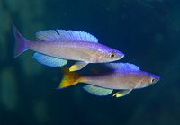 Cyprichromis leptosoma (mï¿½les)