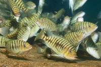 The 17 herbivorous species studied: Petrochromis fasciolatus
