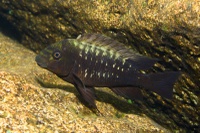 The 17 herbivorous species studied: Petrochromis ephippium