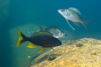 The 17 herbivorous species studied: Ophthalmotilapia ventralis (a pair)-0095