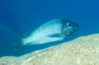 The 17 herbivorous species studied: Petrochromis polyodon &quot;Texas&quot; (male)