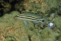 Chalinochromis sp. &quot;Bifrenatus&quot;