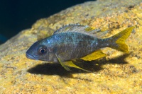 The 17 herbivorous species studied: Ophthalmotilapia ventralis (male)