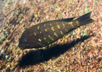 Les 17 végétariens étudiés : Petrochromis sp. &quot;Kipili brown&quot; (male)