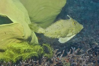 Thalassa House Reef: Pseudomonacanthus macrurus