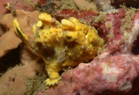 Thalassa House Reef: Antennarius maculatus