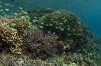 Fukui Point: shallow reef habitat
