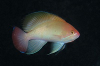 Thalassa House Reef: Pseudanthias hypselosoma (male)