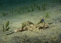 Thalassa House Reef: Dactylopus dactylopus