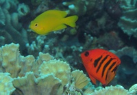 Fukui Point: Centropyge loriculus & Pomacentrus moluccensis