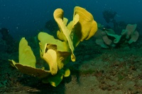 Thalassa House Reef: sponge field habitat