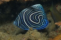 Thalassa House Reef: Pomacanthus imperator