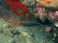 Thalassa House Reef : Dunckerocampus dactyliophorus