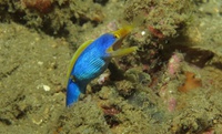 Thalassa House Reef : Rhinomuraena quaesita