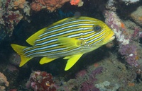 Thalassa House Reef: Plectorhinchus polytaenia