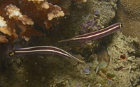 Thalassa House Reef : Diademichthys lineatus