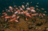 Thalassa House Reef : Pseudanthias hypselosoma