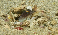 Thalassa House Reef: Opistognathus randalli