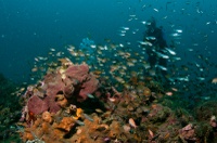 Thalassa House Reef: deep rock habitat