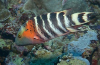 Fukui Point: Cheilinus fasciatus (male in terminal phase)
