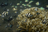 Thalassa House Reef: shallow reef and rubble habitat