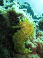 Femelle, Hippocampe moucheté - Hippocampus guttulatus