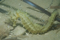 Hippocampe moucheté - Hippocampus guttulatus